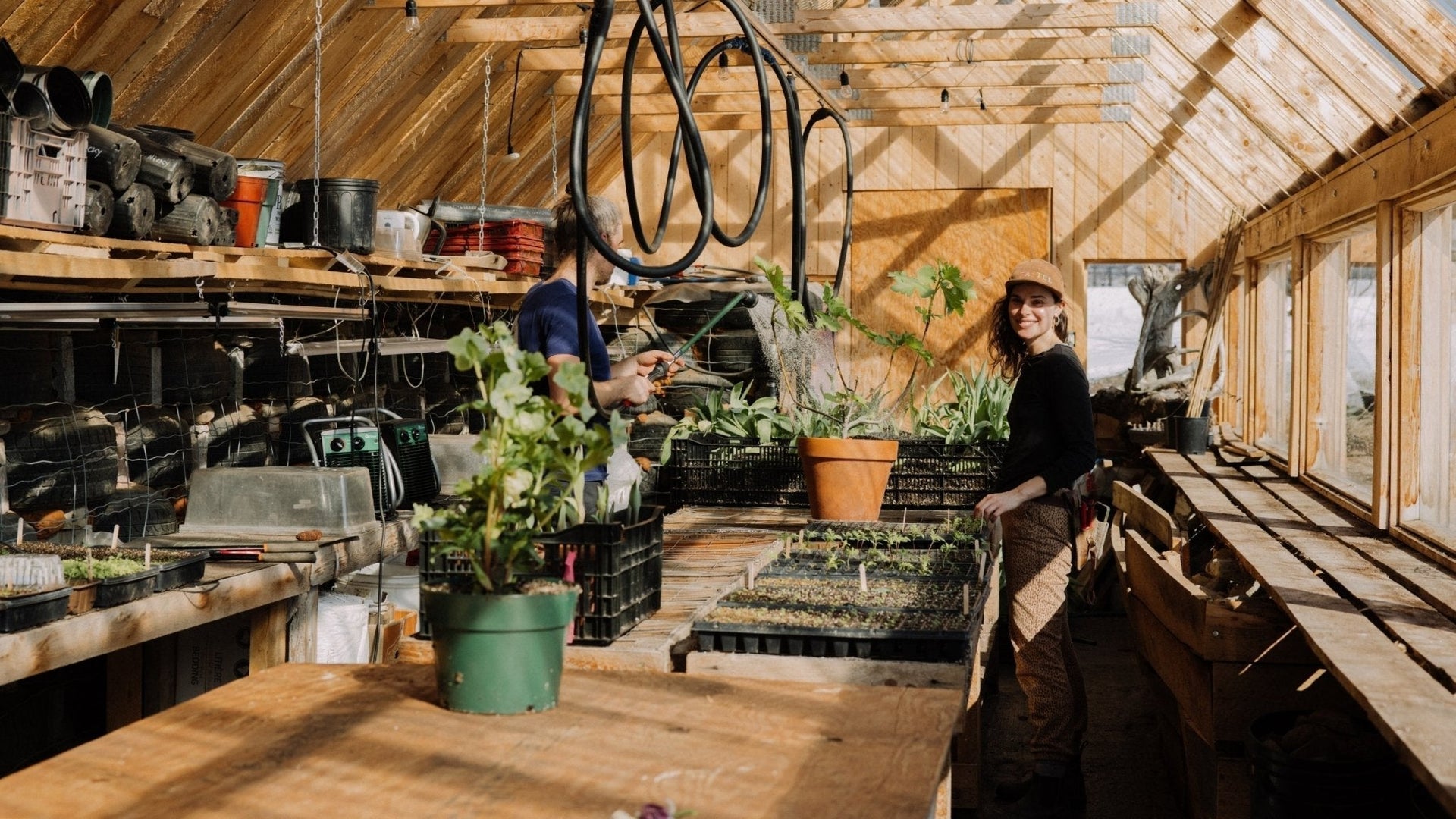Sustainable gardening work inside an eco-friendly wooden greenhouse, with seedlings and growing plants under abundant natural light.