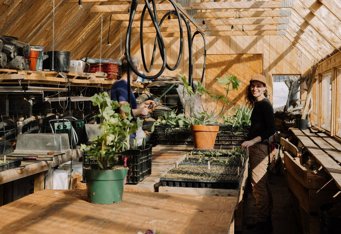 Sustainable gardening work inside an eco-friendly wooden greenhouse, with seedlings and growing plants under abundant natural light.