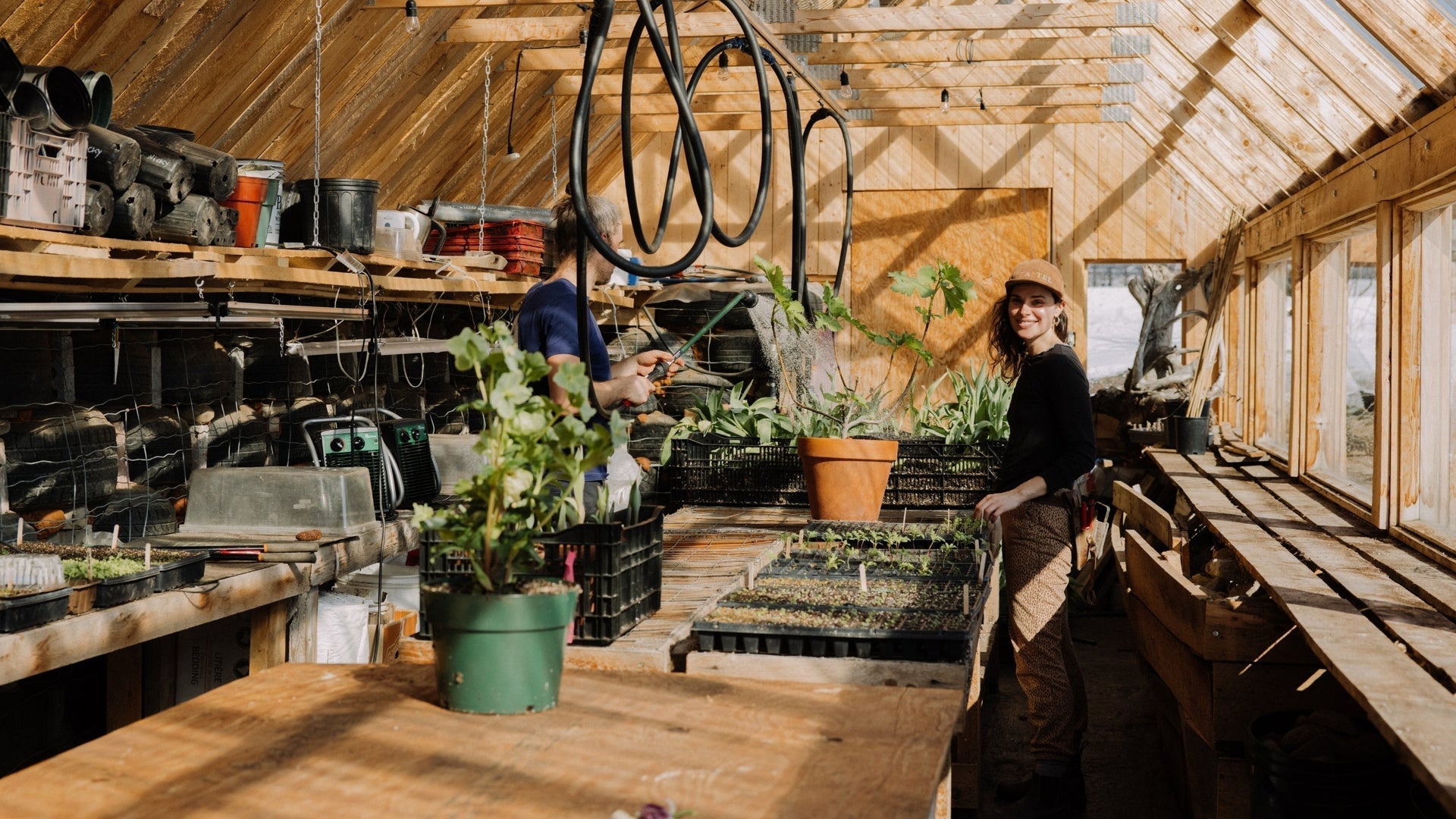 Sustainable gardening work inside an eco-friendly wooden greenhouse, with seedlings and growing plants under abundant natural light.