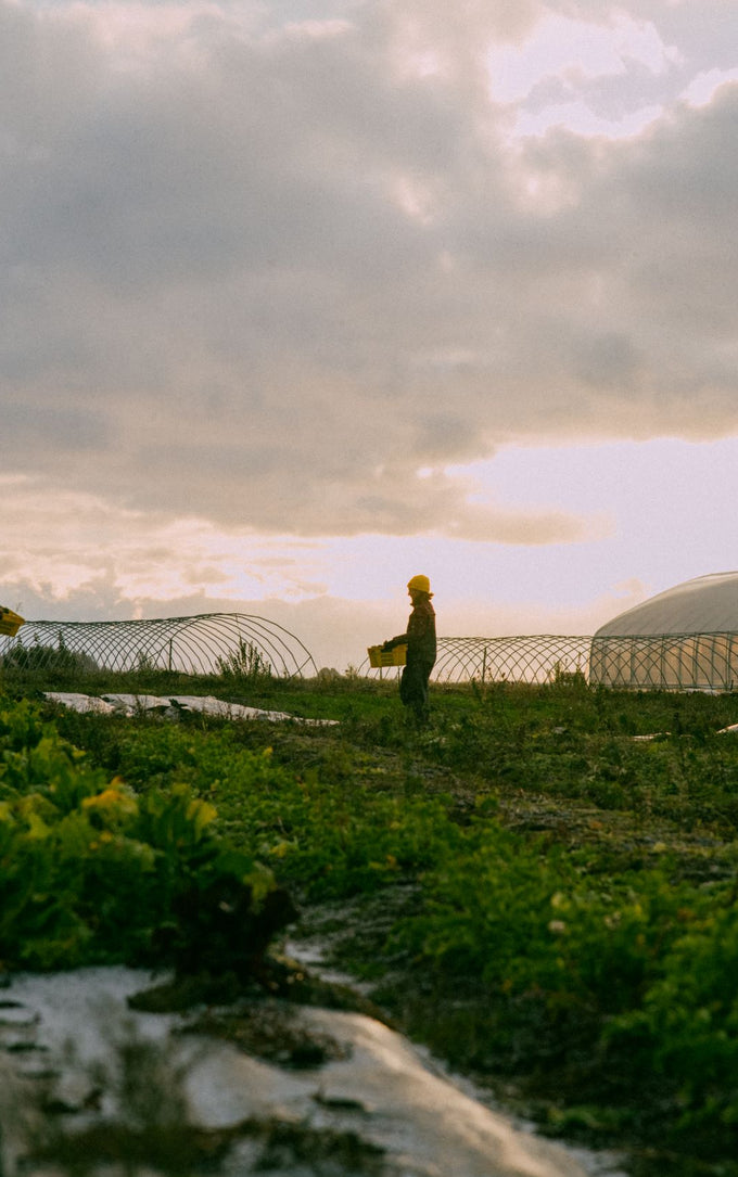 Welcoming November — softly