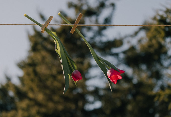 Spring allergies: how to create a healthier indoor environment
