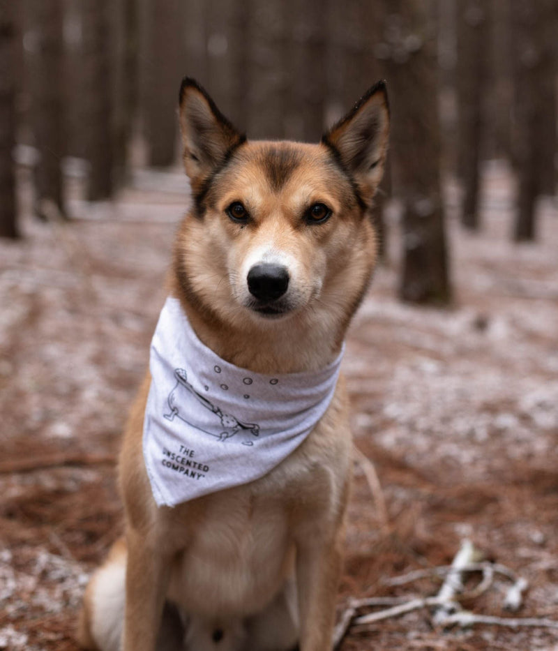 Chien assis dans une forêt portant un bandana avec le logo de The Unscented Company.