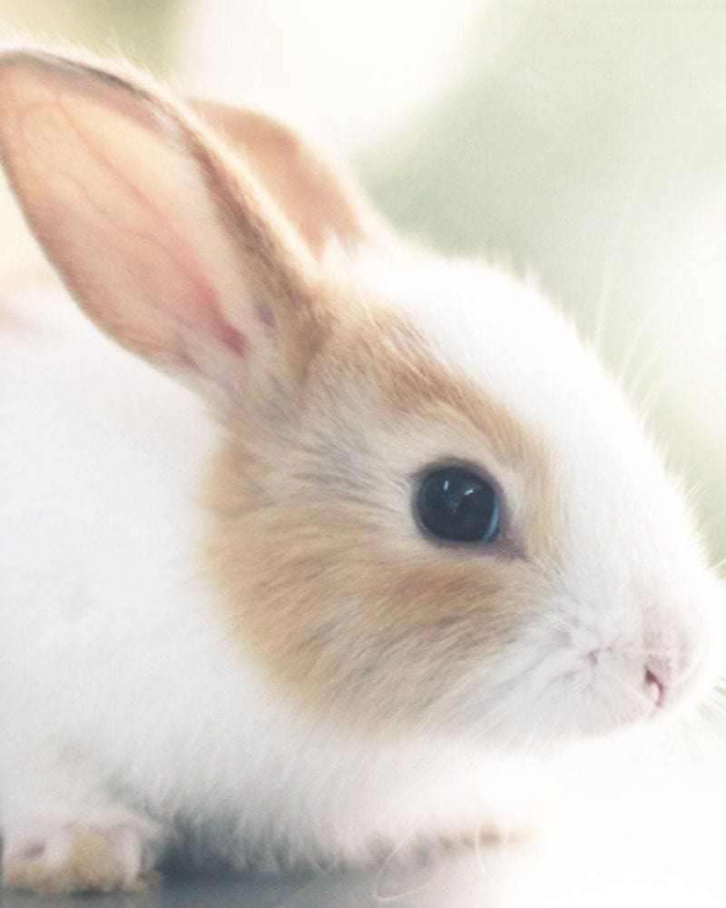 Close-up of a cute baby rabbit with white and light brown fur