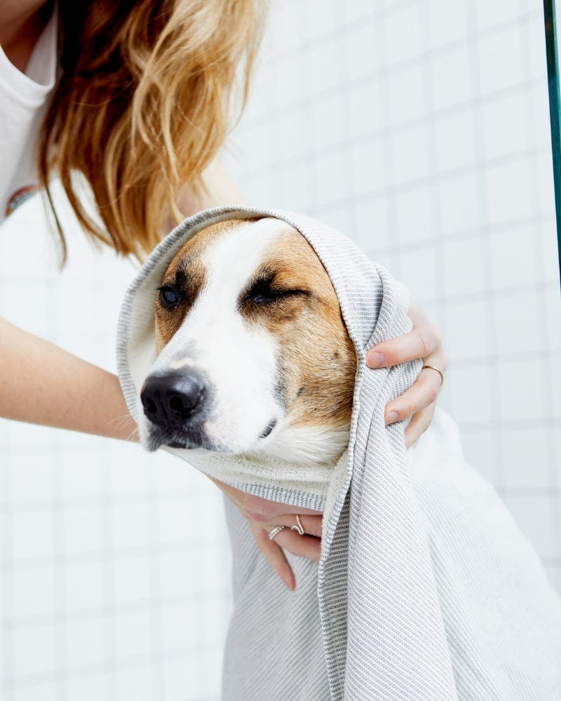 Dog wrapped in a towel after a bath, being held by a person