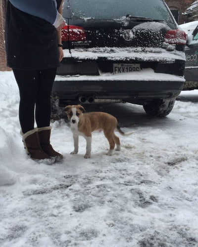 “Dog standing on snow next to a person and a parked car.