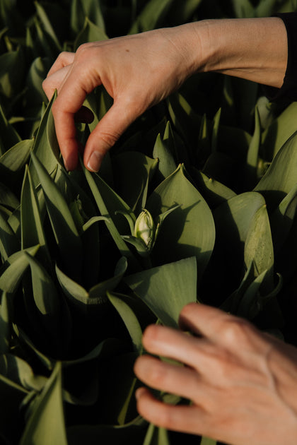 Close-up of hands gently parting green tulip leaves to reveal an emerging flower bud in a sunlit field.