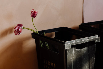 Two pink tulips leaning out of a black crate labeled 'Ferme Pastel', set against a soft peach-colored wall in a softly lit interior.
