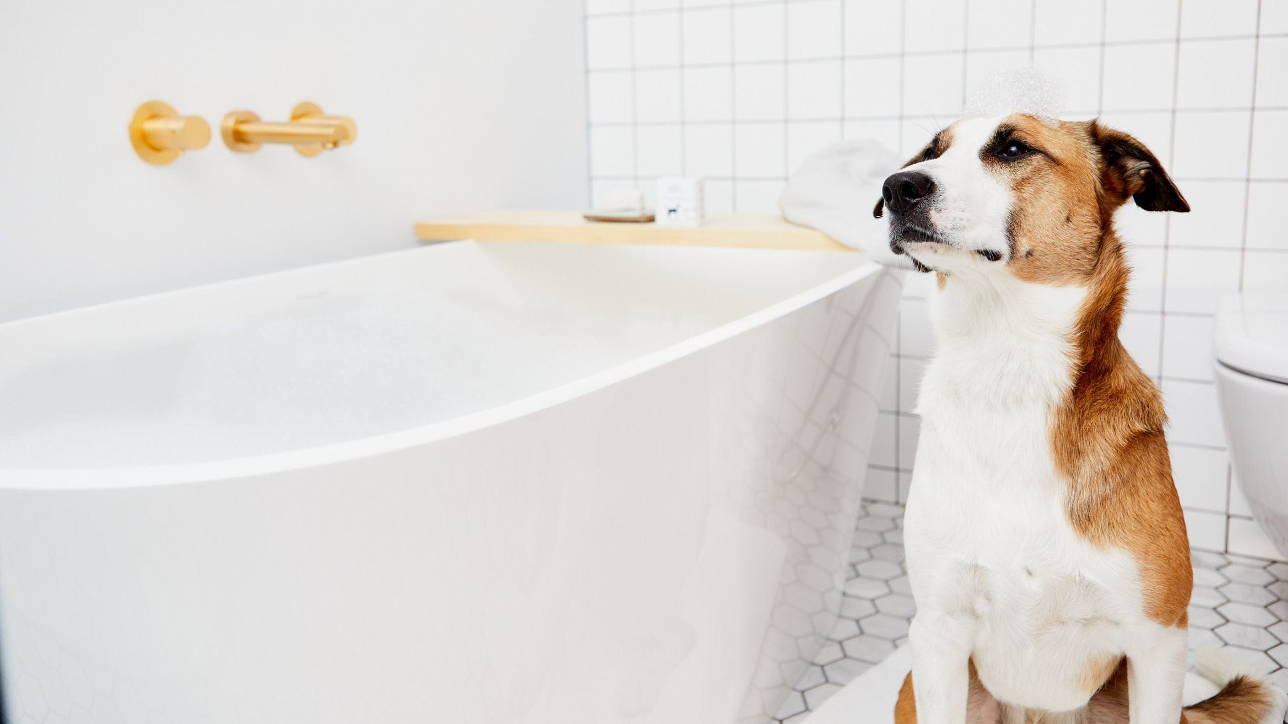 Dog with soap bubbles on its head sitting next to a white bathtub in a tiled bathroom.
