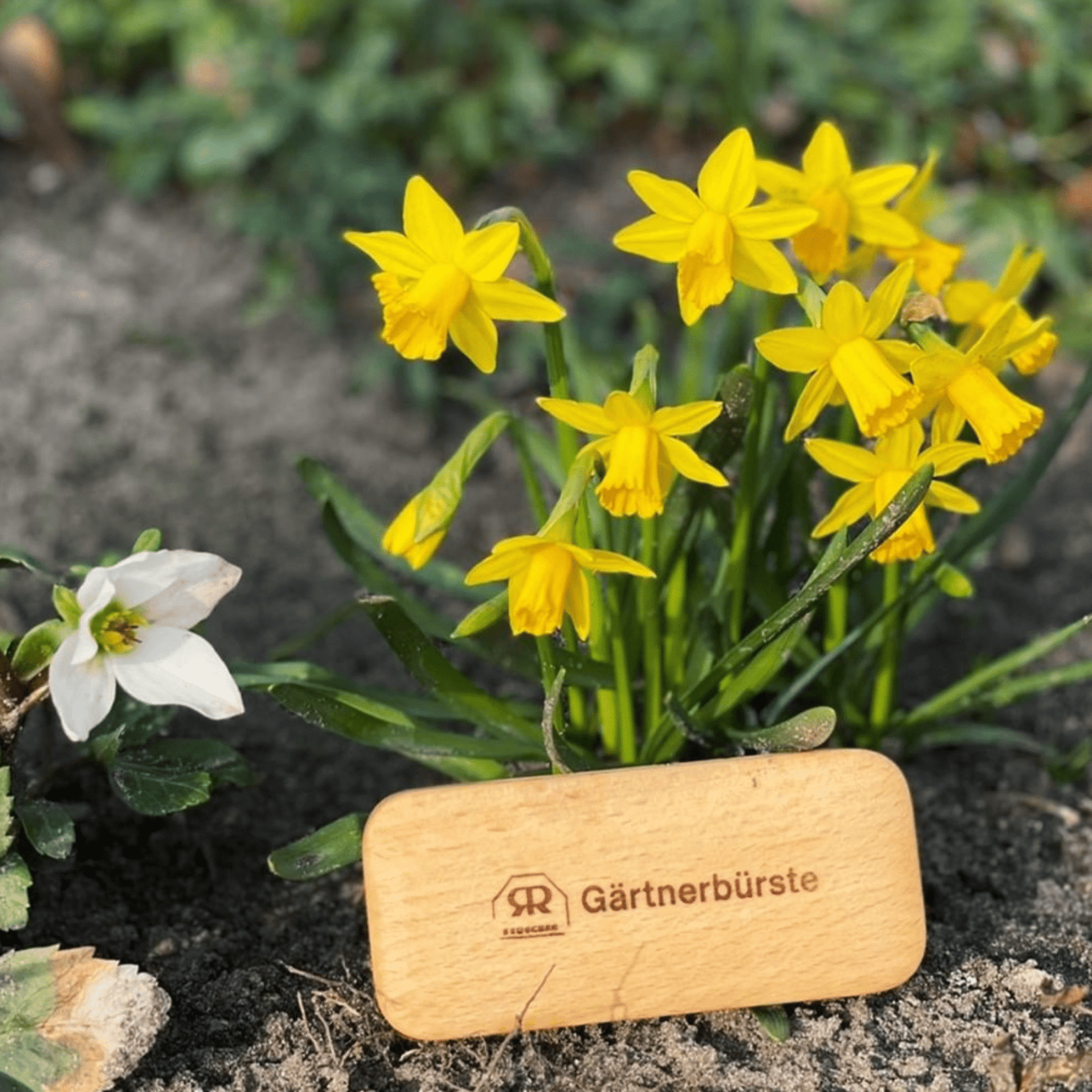 Gardener's Nail Brush