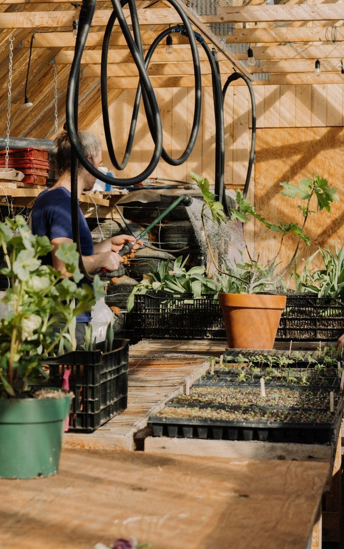 Sustainable gardening work inside an eco-friendly wooden greenhouse, with seedlings and growing plants under abundant natural light.