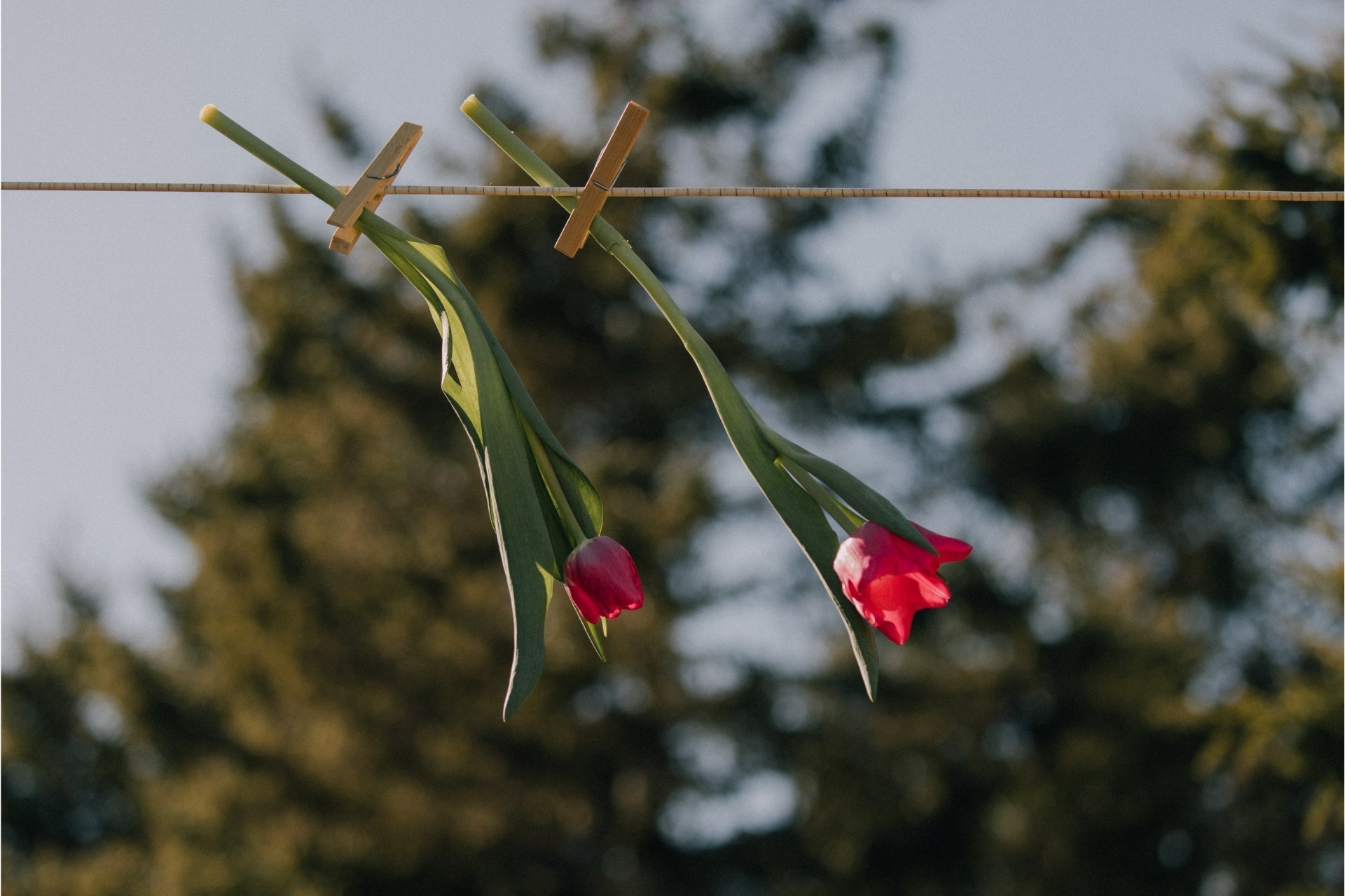Spring allergies: how to create a healthier indoor environment