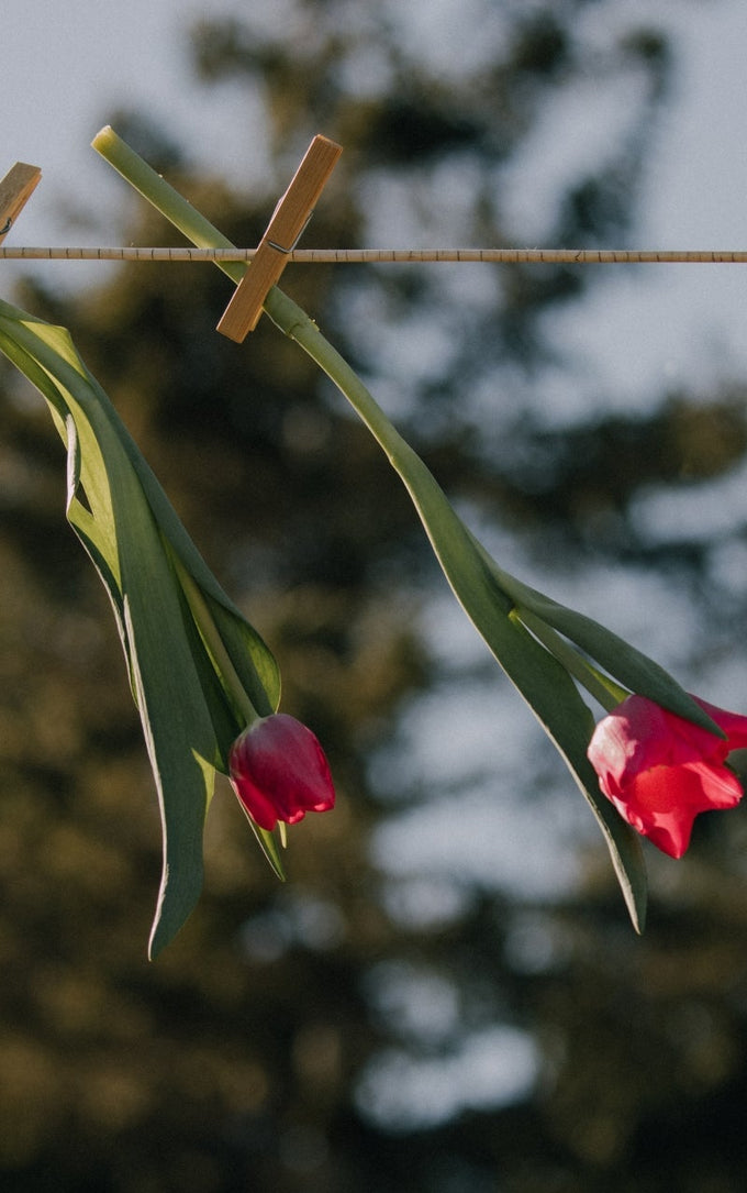 Spring allergies: how to create a healthier indoor environment