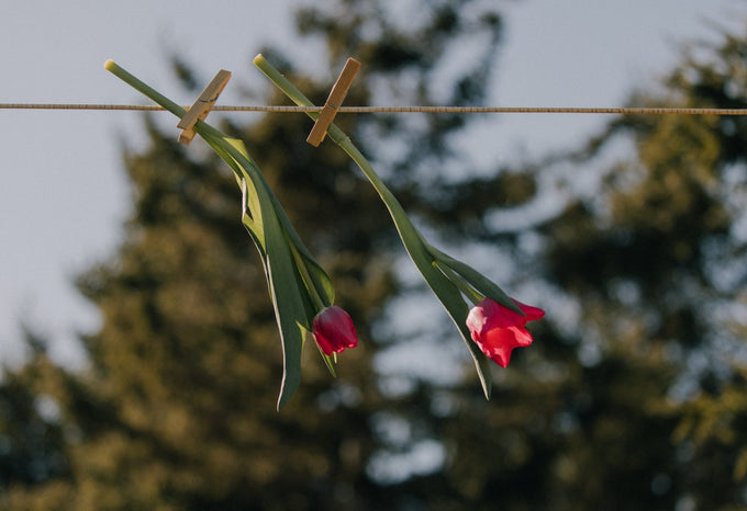 Spring allergies: how to create a healthier indoor environment