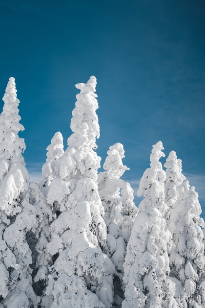 Snow-covered treetops under a vibrant blue sky, creating a serene and bright winter landscape.